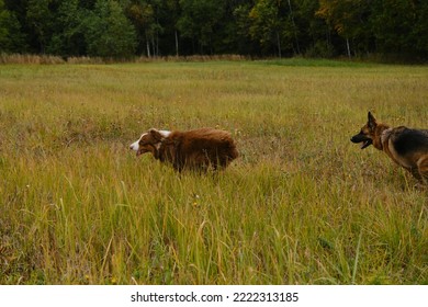 Two Purebred Dogs Run Fast And Play Catch Up On Green Grass. Australian And German Shepherd On Walk In Autumn Field. No People. View From Above.