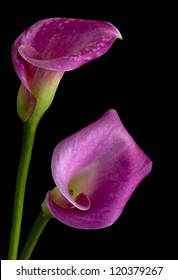 Two Purple Calla Flowers Against Black Background