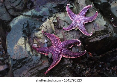 Two Purple Starfish On The Rocks Of Kamchatka Beach