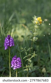 two pyramidal anemones or hound's-tooth violets with a large rattle or Rhinanthus angustifolius in the background