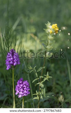 two pyramidal anemones or hound's-tooth violets with a large rattle or Rhinanthus angustifolius in the background