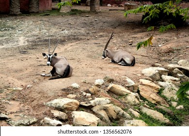 Two Pyrenean Ibex