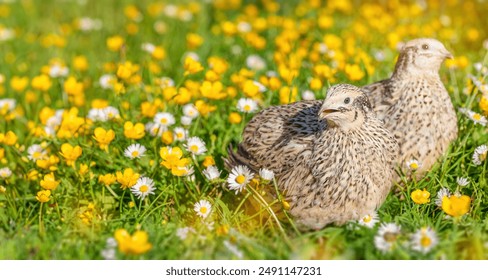 Two quail birds on a flower field, Common quail or European quail, - Powered by Shutterstock