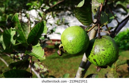 Two Quava Are On Tree Branch. Healthy Fruit 