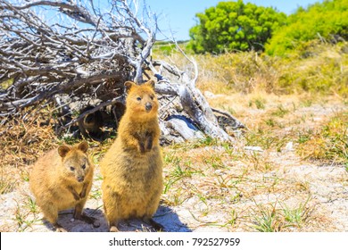 Two Quokka Outdoors In Rottnest Island, Summer Season, Western Australia. Quokka Is Considered The Happiest Animal In The World Thanks To Expression Of Snout That Always Reminds A Smile. Copy Space.