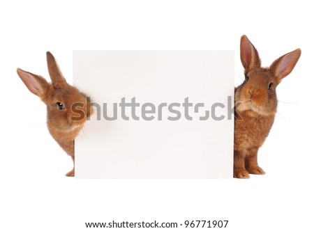  two rabbit with sheet for a text writing