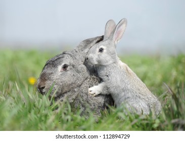 Two Rabbits