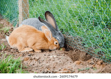 Two rabbits are actively digging next to a wire fence in a grassy area. The brown and grey rabbits display natural behavior as they interact with their outdoor environment.