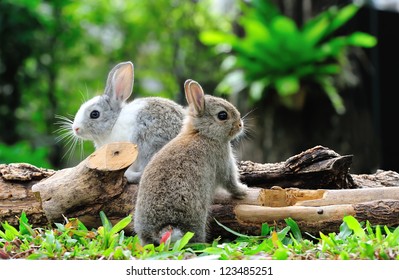 Two Rabbits Bunny In The Garden