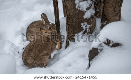 Two rabbits eating the bark from the tree. The snow is in the background and it is surrounding the rabbits.