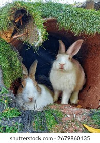 Two rabbits inside a rustic turf-covered hollow, one white with red eyes and one brown-white, close outdoor pet portrait.