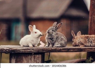 Two Rabbits On A Bench Eating Grass