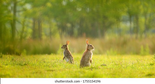 Dos conejos en la pradera en la Reserva Natural de los Humedales de Seaton, Devon