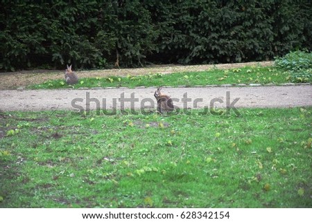 Two rabbits playing it the green, wonderful park in Braunschweig, Germany.