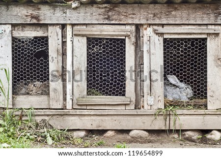 two rabbits in three section cage