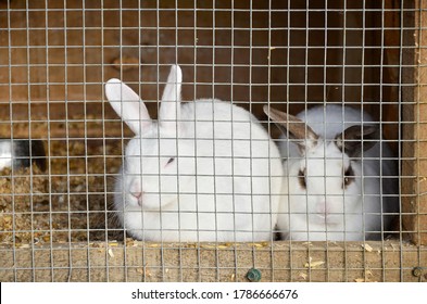 31,091 Two rabbit Images, Stock Photos & Vectors | Shutterstock