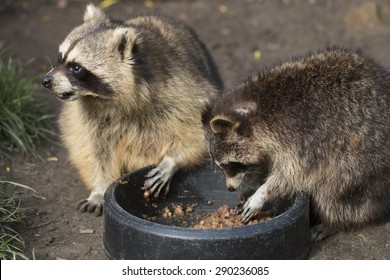 Two Raccoons Eating