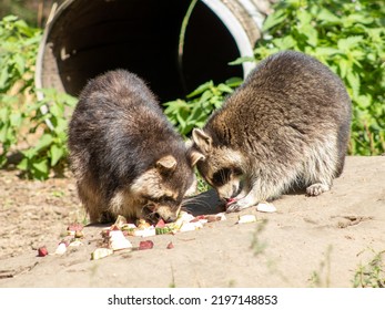 Two Raccoons Eating In A German Zoo