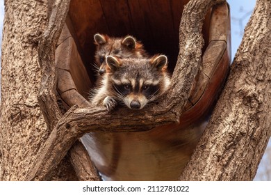 Two Raccoons Are Sitting In A Tree House And Looking At The Street. A Friendly Family Of Two Raccoons Are Sitting In A Wooden House.