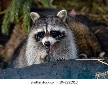 Two Raccoons In Zoo