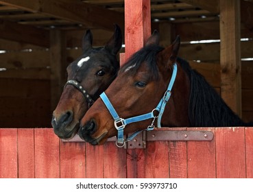 Two Race Horse Behind A Wooden Stable Door