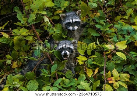 Two racoons munching on blackberries