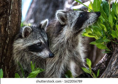two racoons on a tree checking out the situation