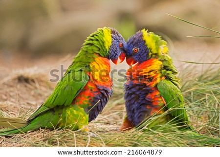 Two rainbow lorikeets (Trichoglossus haematodus Moluccanus) fighting