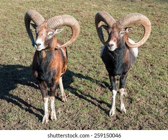 Two Rams