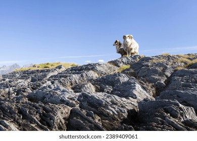 Two rams standing on gray rocks on sunny day, against blue sky. Old Norwegian sheep is traditional sheep breed in Norway. 