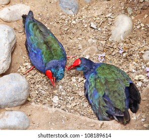 Two Rare Birds - Takahe