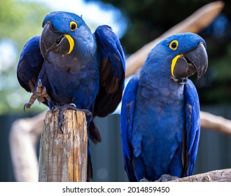 Two rare blue and yellow Hyacinth Macaw parrots in a silly pose