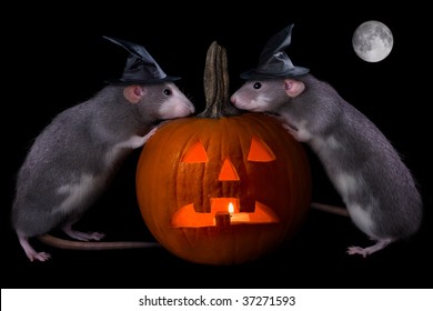 Two Rat Witches Are Conjuring Up A Spell On Halloween Night.