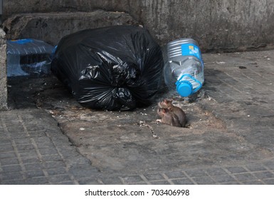 Two Rats About To Dive Into Garbage Bag