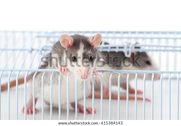 cage for two rats