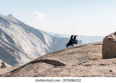 Two ravens enjoying the view from Olmsted Point, Yosemite National Park, USA