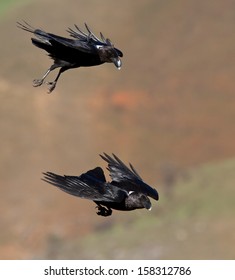 Two Ravens In Flight