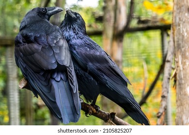 Two Ravens On A Branch