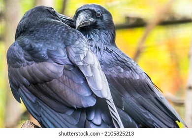 Two Ravens On A Branch