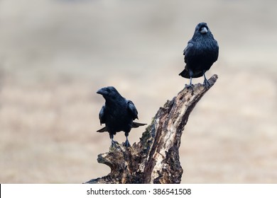 Two Ravens On A Stump