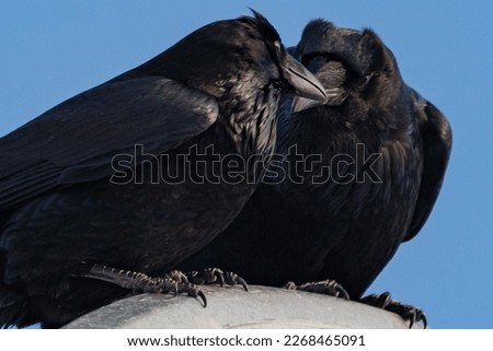 Two ravens perched together embracing in cute, family, love themed photo. Blue sky background, seen in Yukon Territory, Canada. 
