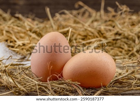 Two raw egg in a nest on a straw pillow. eco poultry farm, free range chicken farm.
