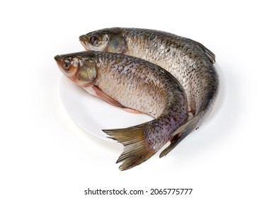 Two raw gutted carcasses of the grass carp cleaned from scales and prepared for cooking, lie on the white dish on a white background, view from the tail side 