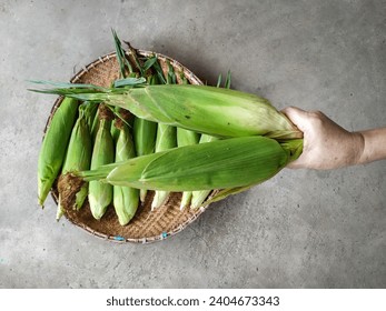 Two Raw Sweet Corn (Zea Mays) Held by A Woman's Hand