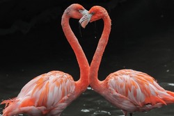 Deux Flamingo D'Amérique Rouge Ou Un Flamingo De Phoenicopterus Se Croisent Pour Former Un Symbole D'amour