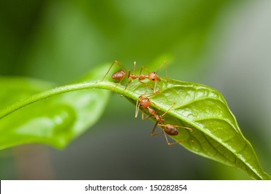 Two red ants walking on a green leaf