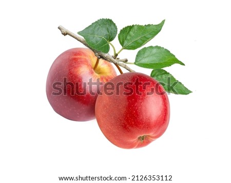 Two red apples with green leaves hang on branch isolated on white background.
