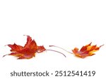 Two red autumn  leaves lie on a white background.
Maple leaves  isolated on white.