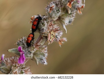 Two red beetles and a bug are sitting on a prickly plant with purple flowers