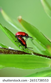 Two red beetles mating on green leaf in macro close-up. Nature reproduction, insect behavior and biodiversity concept. Beauty and complexity of small creatures often unseen in daily life.